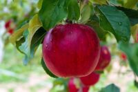 Bez języka dam sezonową pracę w Niemczech przy zbiorach jabłek od zaraz Kindelbrück