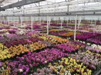 Niemcy praca sezonowa bez języka ogrodnictwo przy kwiatach od zaraz Münster