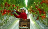 Bez języka sezonowa praca w Niemczech przy zbiorach pomidorów od zaraz 2022 Schkölen