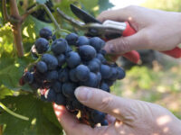 Niemcy praca sezonowa bez języka zbiory winogron wrzesień 2023 Landau